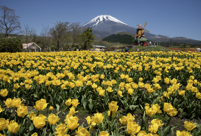 富士山とチューリップ畑