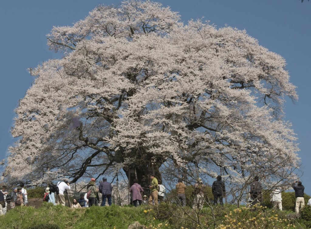「醍醐の桜」岡山県真庭市