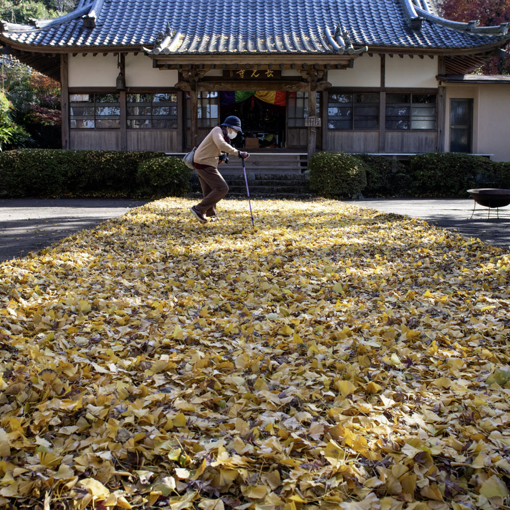 「落葉の参道」函南町丹那のお寺で、落ち葉の「黄金参道」と言われる。