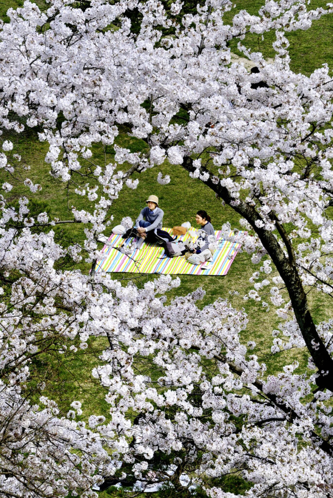 「桜花爛漫」松江城にて